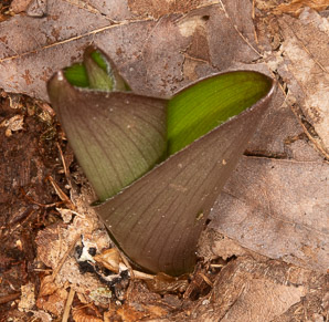 Clintonia borealis (yellow clintonia, bluebead lily, blue-bead lily, clintonia, Clinton’s lily, corn lily, cow tongue, yellow beadlily, yellow bluebeadlily, snakeberry, dogberry, straw lily, bluebead)