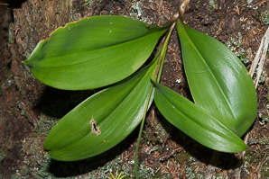 Clintonia borealis (yellow clintonia, bluebead lily, blue-bead lily, clintonia, Clinton’s lily, corn lily, cow tongue, yellow beadlily, yellow bluebeadlily, snakeberry, dogberry, straw lily, bluebead)