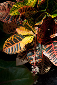 Codiaeum variegatum (croton, garden croton)