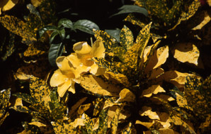 Codiaeum variegatum (croton, garden croton)
