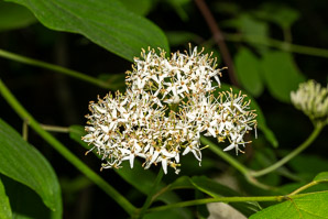 Cornus amomum (silky dogwood)