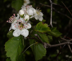 Crataegus L. (hawthorn)