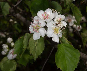 Crataegus L. (hawthorn)