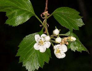 Crataegus chrysocarpa (fireberry hawthorn)