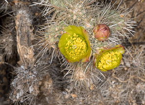 Cylindropuntia echinocarpa (silver cholla, Wiggins’ cholla)