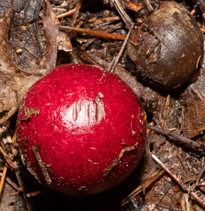 Cynips quercusfolii (cherry gall)
