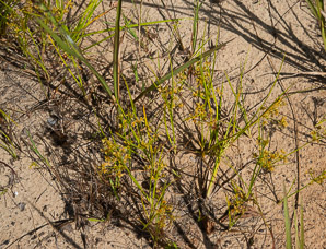 Cyperus polystachyos (many-spiked flatsedge, manyspike flatsedge)