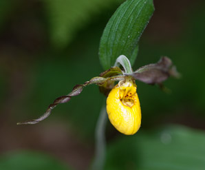 Cypripedium parviflorum (small yellow lady’s slipper, yellow lady’s slipper, lesser yellow lady’s slipper)