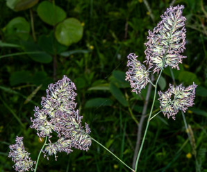 Dactylis glomerata (orchardgrass)