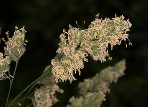 Dactylis glomerata (orchardgrass)