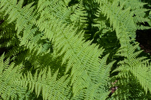 Dennstaedtia punctilobula (hay-scented fern, eastern hayscented fern)