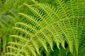 Dennstaedtia punctilobula (hay-scented fern, eastern hayscented fern)