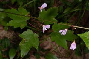 Desmodium nudiflorum (naked tick-trefoil, nakedflower ticktrefoil)