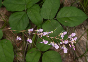 Desmodium nudiflorum (naked tick-trefoil, nakedflower ticktrefoil)