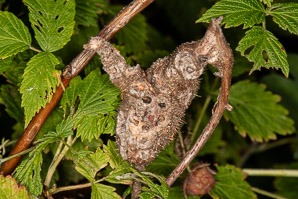 Diastrophus turgidus