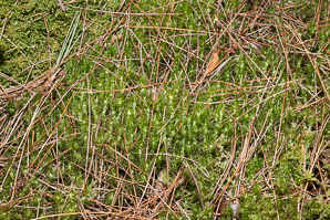 Dicranum polysetum (wind-blown moss, fork moss, dicranum moss)