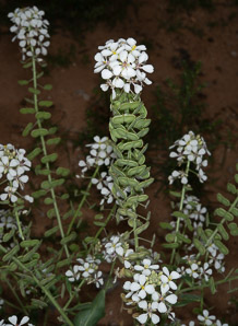 Dimorphocarpa wislizeni (spectacle pod, touristplant, Wizlizeni’s spectaclepod)