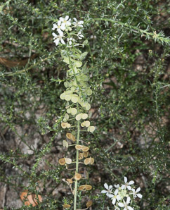 Dimorphocarpa wislizeni (spectacle pod, touristplant, Wizlizeni’s spectaclepod)