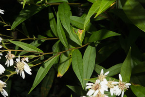 Doellingeria umbellata (flat-topped white aster, umbellate aster, parasol whitetop, tall flat-topped white aster)