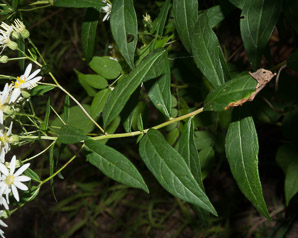 Doellingeria umbellata (flat-topped white aster, umbellate aster, parasol whitetop, tall flat-topped white aster)