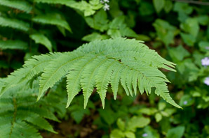 Dryopteris clintoniana (wood fern)