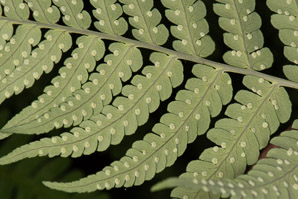 Dryopteris marginalis (marginal wood fern, marginal woodfern)