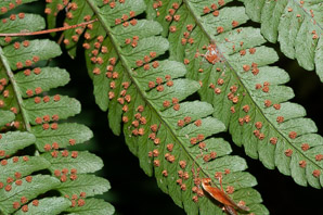 Dryopteris marginalis (marginal wood fern, marginal woodfern)