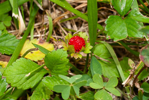 Duchesnea indica (mock strawberry, Indian strawberry)