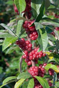 Elaeagnus umbellata (autumn olive, Japanese silverberry)
