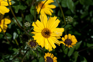 Encelia californica (bush sunflower, California brittlebush)