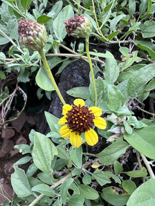 Encelia hispida (hairy goldeneye)