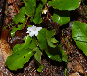 Epigaea repens (trailing arbutus)