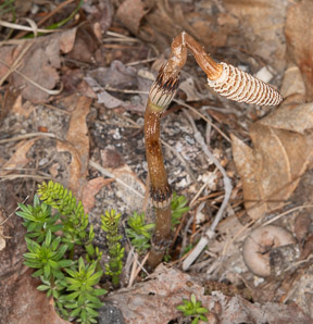Equisetum arvense (field horsetail)