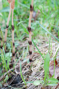 Equisetum arvense (field horsetail)
