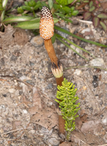 Equisetum arvense (field horsetail)