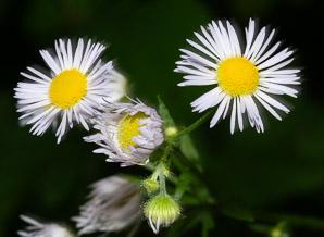 Erigeron annuus (daisy fleabane, rough fleabane, eastern daisy fleabane)