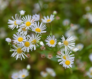 Erigeron annuus (daisy fleabane, rough fleabane, eastern daisy fleabane)