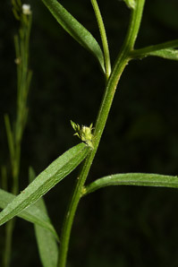 Erigeron annuus (daisy fleabane, rough fleabane, eastern daisy fleabane)