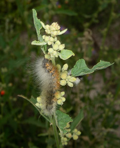 Eriogonum jamesii (antelope sage, James’ buckwheat, parsnipflower buckwheat, whorled buckwheat, Wyeth buckwheat)