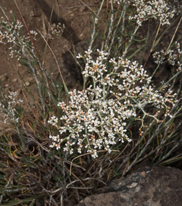 Eriogonum microthecum