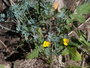 Eschscholzia parishii (desert poppy, Parish’s poppy)