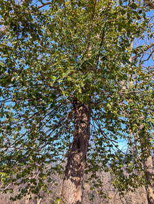 Euonymus fortunei (common wintercreeper, climbing euonymous, Fortune’s spindle, wintercreeper, climbing euonymus, winter creeper)