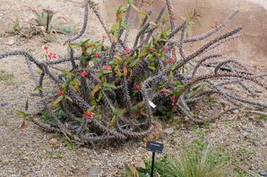 Euphorbia milii (crown of thorns)