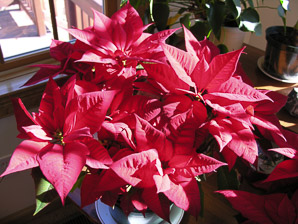Euphorbia pulcherrima (poinsettia)