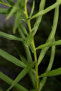Euthamia graminifolia (flat-top goldentop, lance-leaved goldenrod, grass-leaved goldenrod, flat-topped goldentop)