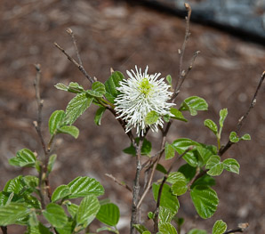 Fothergilla major (fothergilla, Mt. Airy fothergilla)