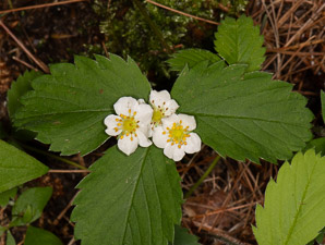Fragaria vesca (alpine strawberry, white strawberry, woodland strawberry)