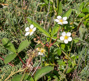Fragaria virginiana (common strawberry, Virginia strawberry, wild strawberry, strawberry)