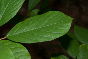Frangula alnus (European buckthorn, alder buckthorn, glossy buckthorn)