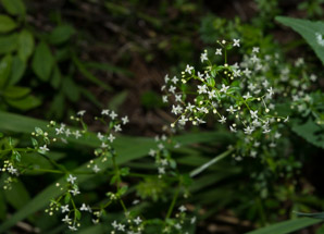 Galium palustre (marsh bedstraw, common marsh bedstraw)